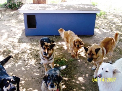 Free+dog+house+plans+for+multiple+dogs