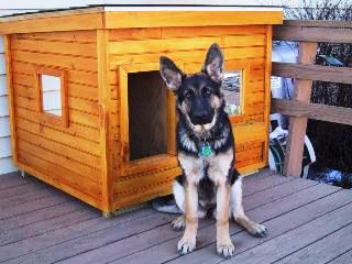 Double+dog+house+plans+free