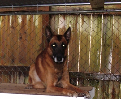 Officer's and Their K-9's